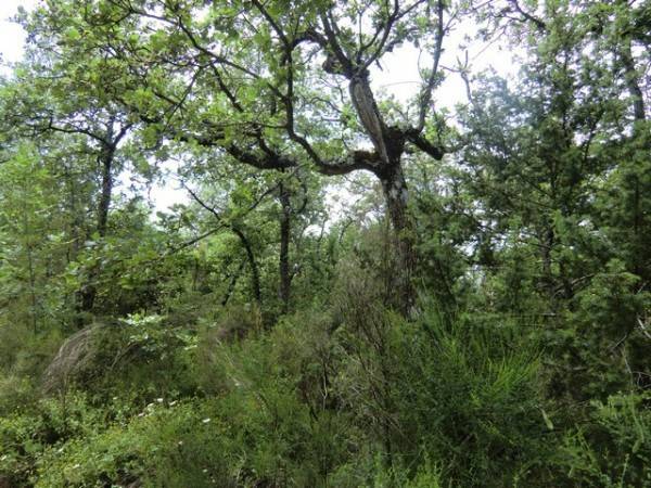 Terreno a Tuoro sul trasimeno - Foto 2