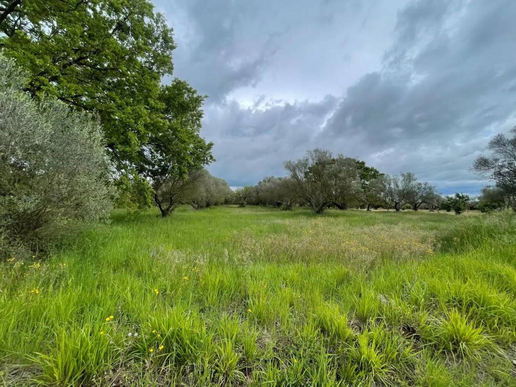 Terreno a Marta in Strada Delle Madonne S.N.C. - Foto 5