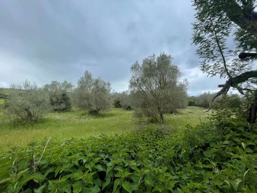 Terreno a Marta in Strada Provinciale Verentana S.N.C. - Foto 3