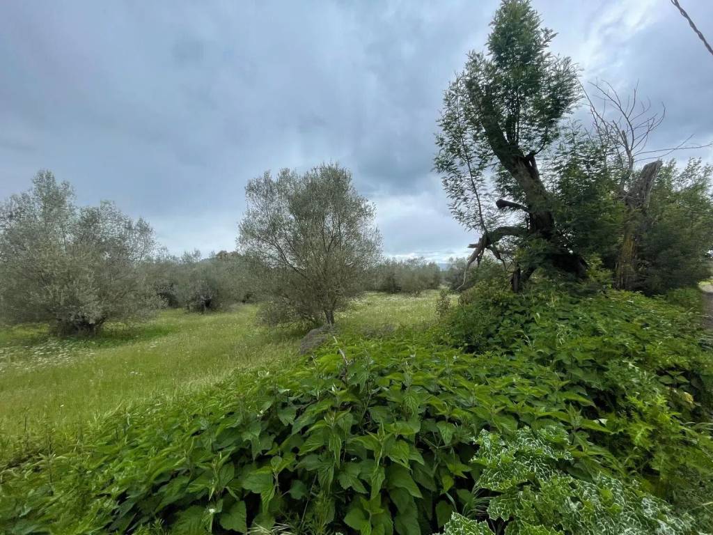 Terreno a Marta in Strada Provinciale Verentana S.N.C. - Foto 5