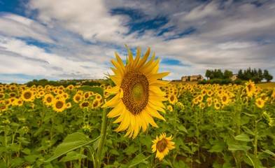 Rustico / casale a Cingoli in Località Torre - Foto 4