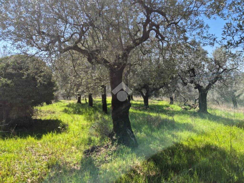 Terreno a Mompeo in STRADA PARADISO - Foto 2