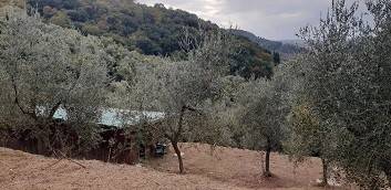 Terreno a Massarosa - Foto 5