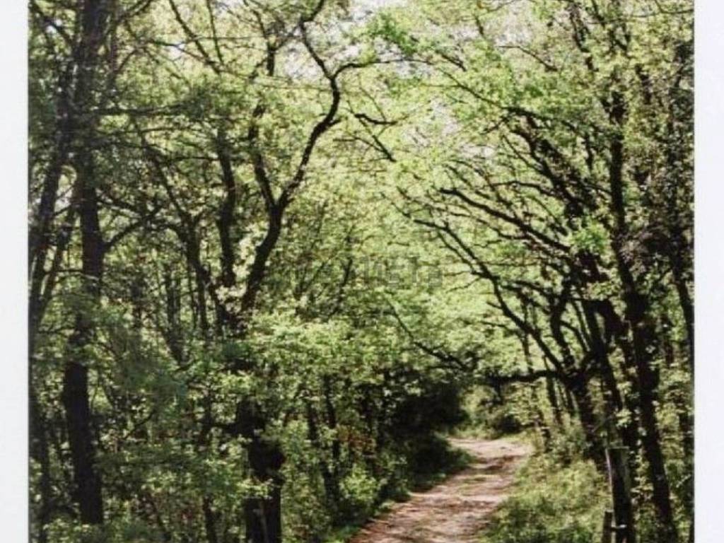 Terreno a Magliano in toscana in Cupi S.N.C. - Foto 4
