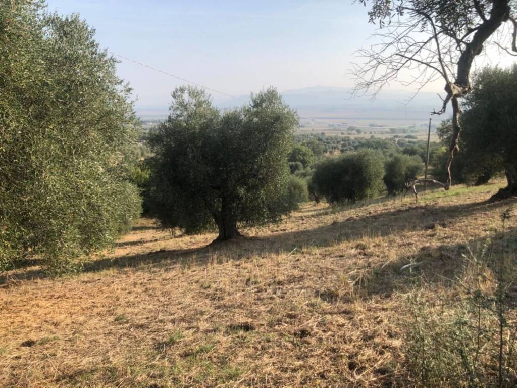 Terreno a Castiglione della pescaia in Strada Delle Strette S.N.C. - Foto 5