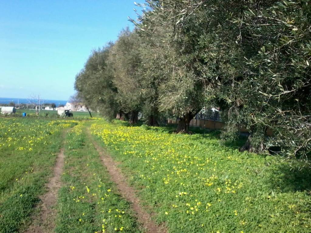 Rustico / casale a Ricadi in Contrada Frizza - Foto 3
