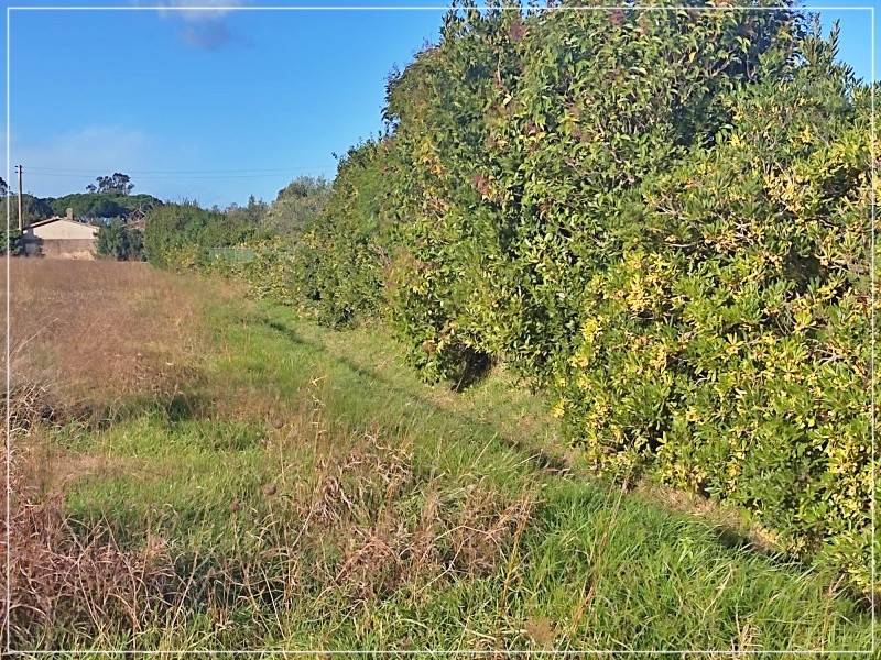 Terreno a Castagneto carducci in Località Campo al Capriolo - Foto 4