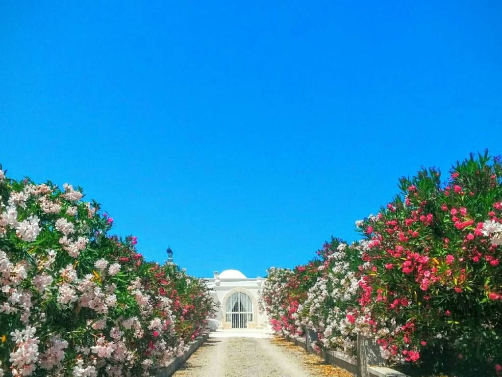 Rustico / casale a Ostuni in Contrada San Benedetto - Foto 2