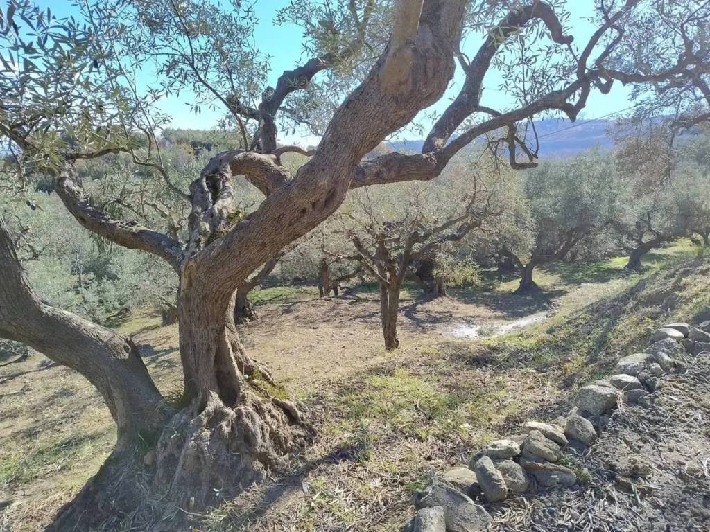 Rustico / casale a Petilia policastro in Località Taglio - Foto 4