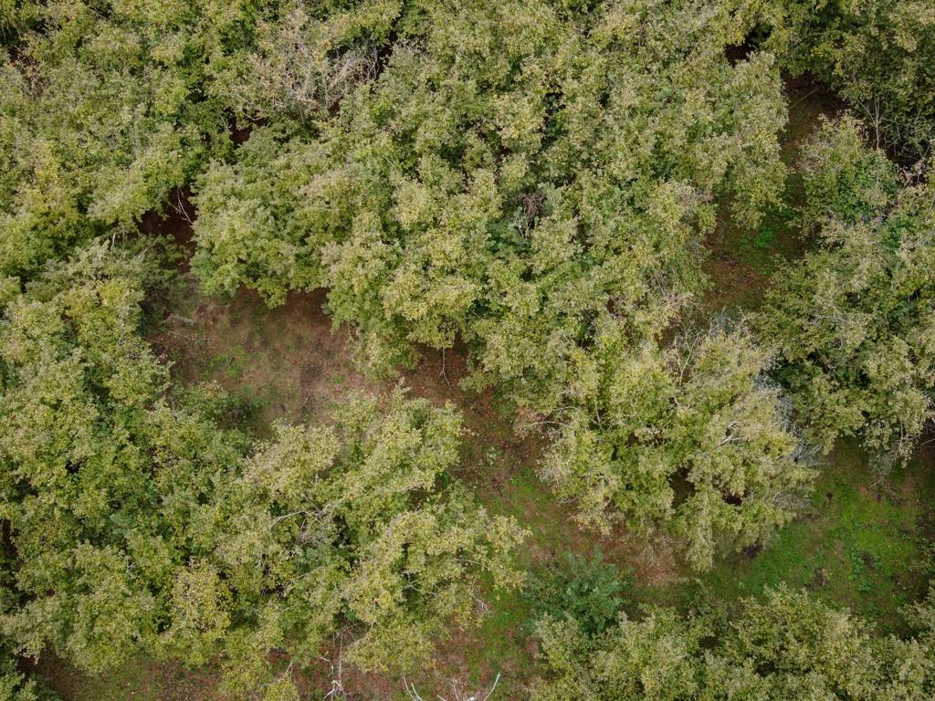 Terreno a Vallerano in località sant'angelo - Foto 2