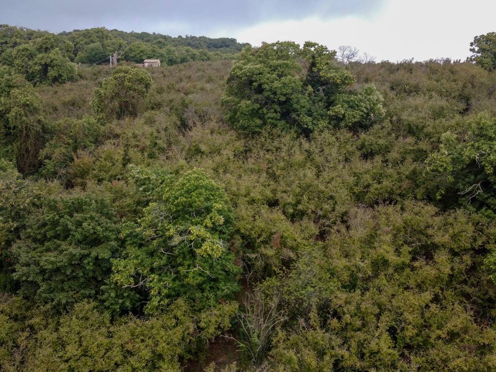 Terreno a Vallerano in località sant'angelo - Foto 3
