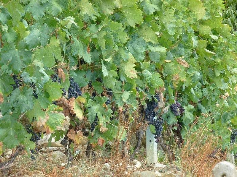 Villa a Vallecrosia - Foto 3