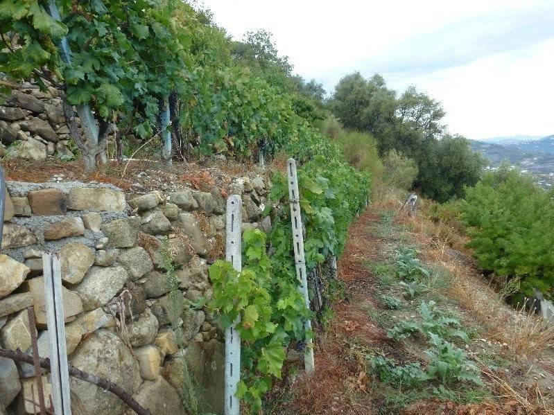 Villa a Vallecrosia - Foto 4