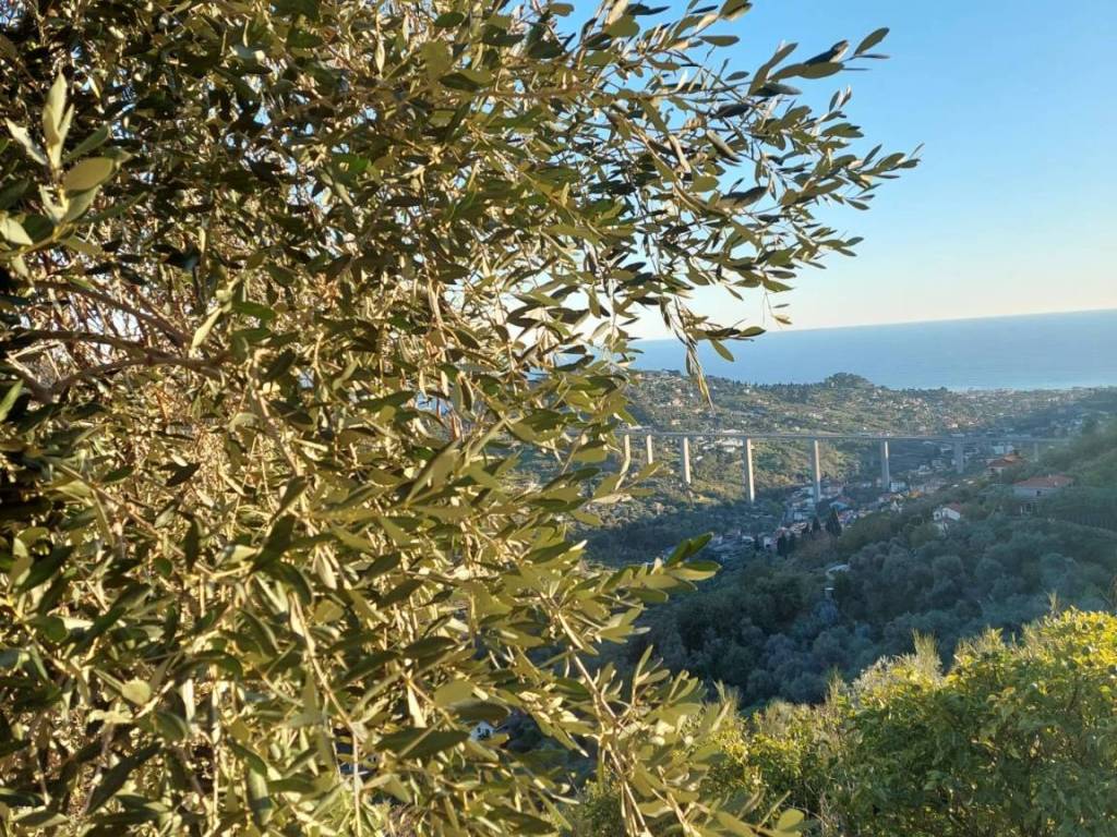 Terreno a Bordighera - Foto 5