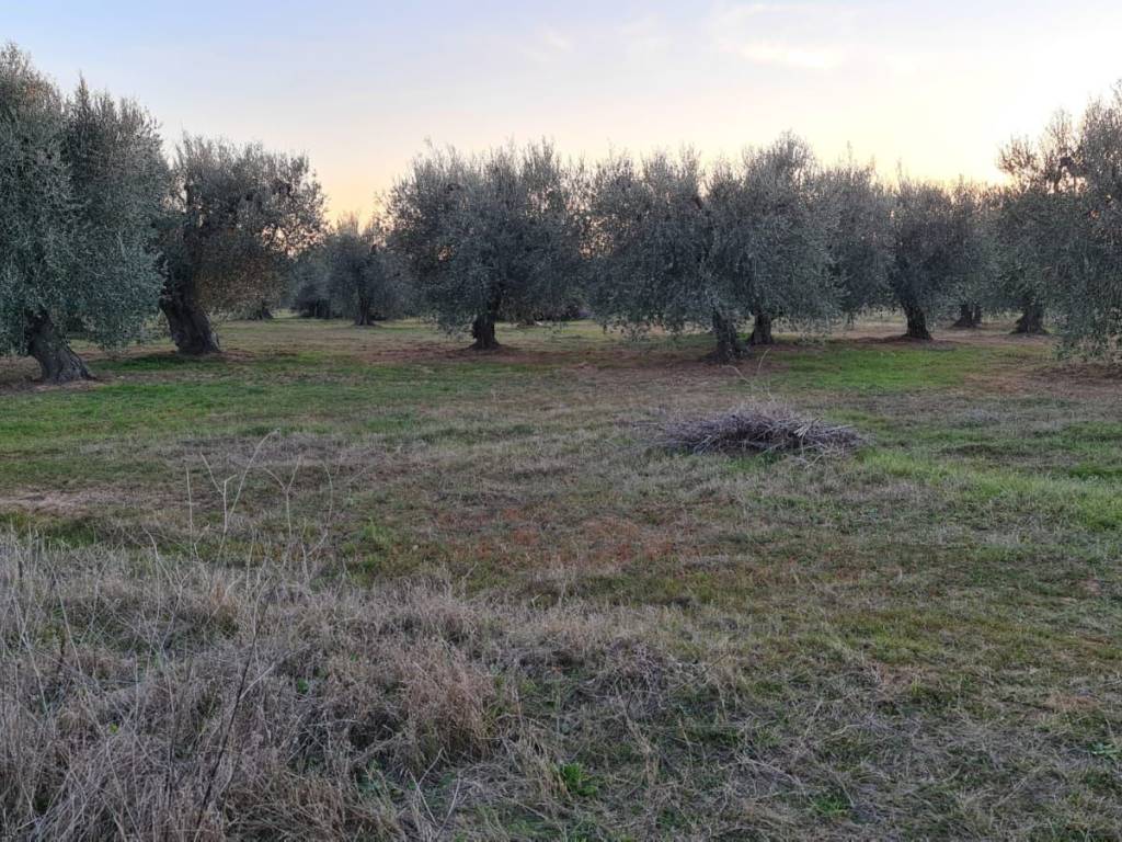 Terreno a Bernalda in Contrada Spineto - Foto 5