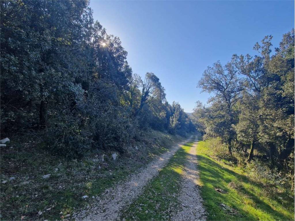 Terreno a Amaseno in Località San Benedetto - Foto 4