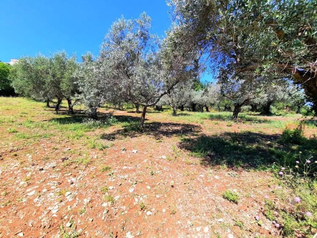 Terreno a Monte san giovanni campano - Foto 3