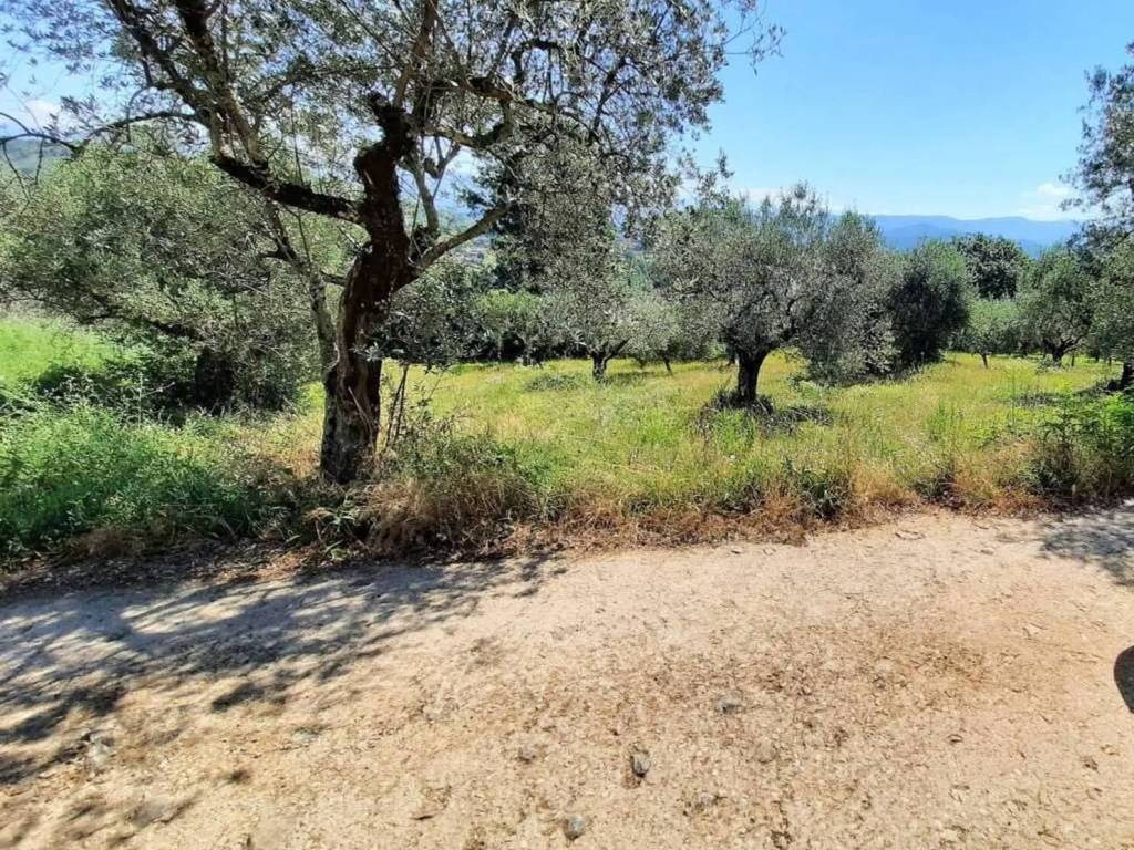 Terreno a Monte san giovanni campano - Foto 5