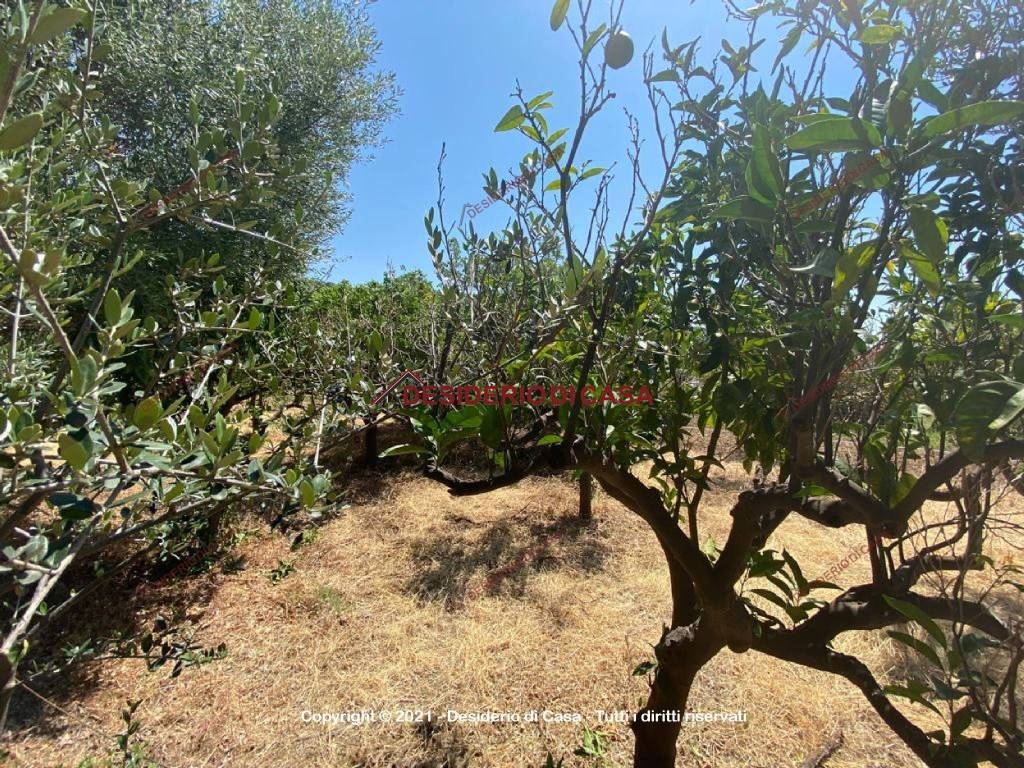 Terreno a Lascari in Contrada Piane Vecchie - Foto 3