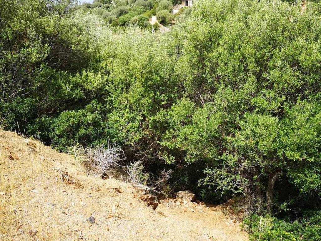 Terreno a Quartu sant'elena in Via Degli Aceri S.N.C. - Foto 2