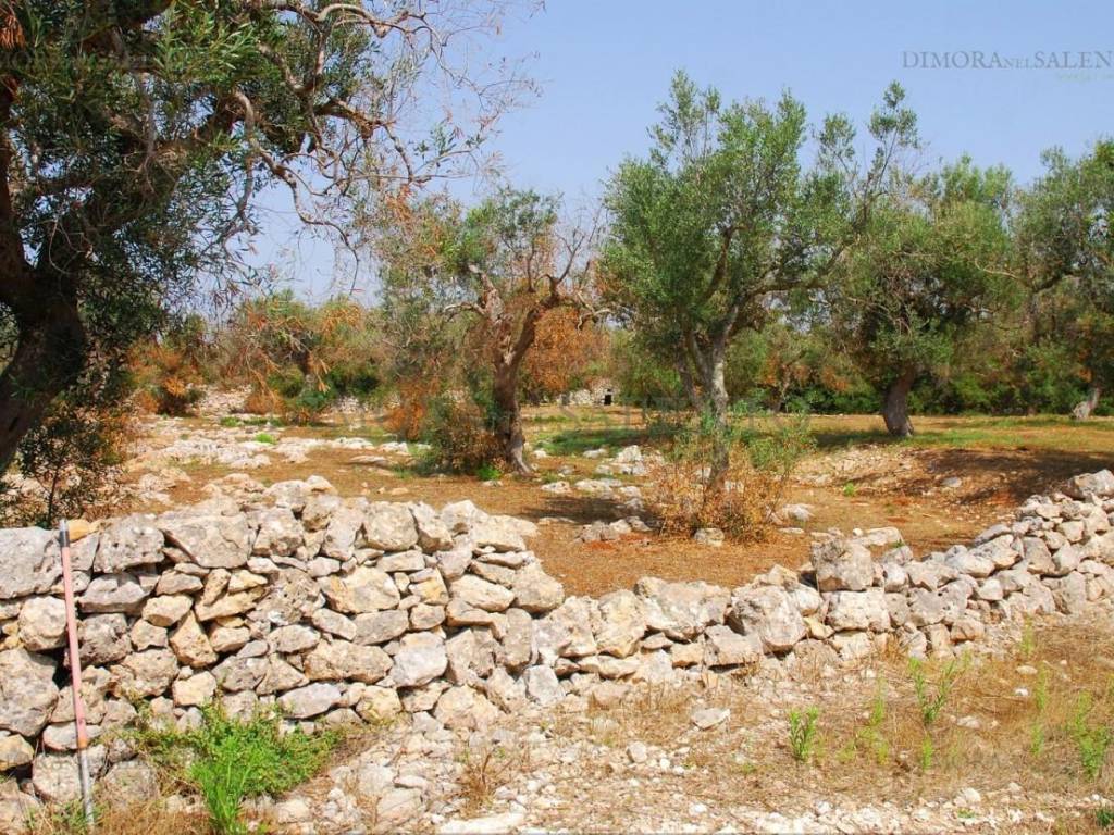 Terreno a Patù in VIA VOLITO II - Foto 4