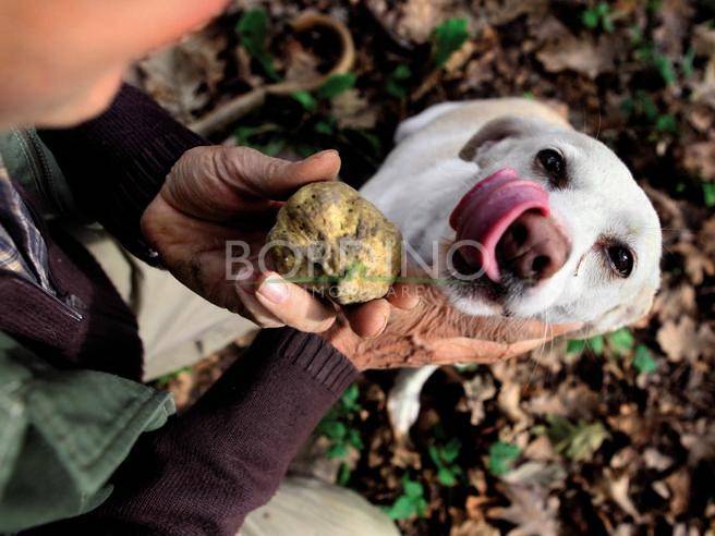 Terreno a Govone - Foto 2