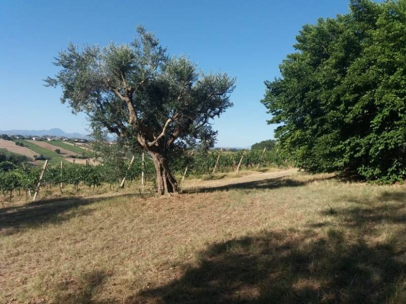 Rustico / casale a Monte san vito in Via Roma, 2 - Foto 2