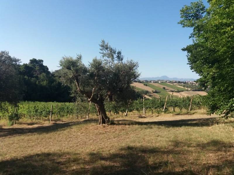 Rustico / casale a Monte san vito in Via Roma, 2 - Foto 3