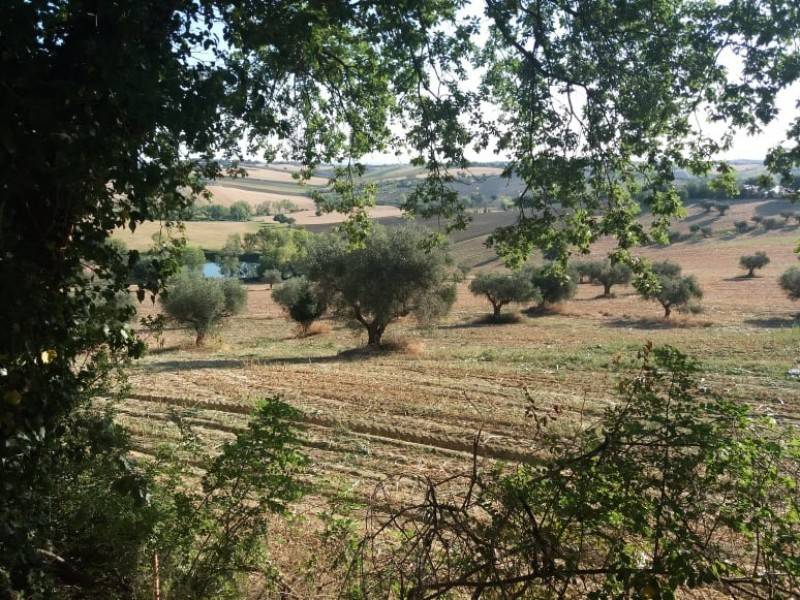 Rustico / casale a Monte san vito in Via Roma, 2 - Foto 3