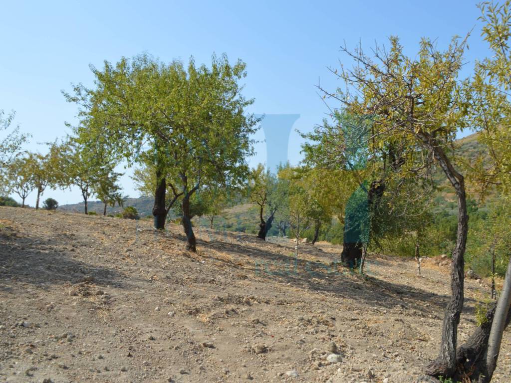 Rustico / casale a Noto in Via Tommaso Fazello, 228 - Foto 5
