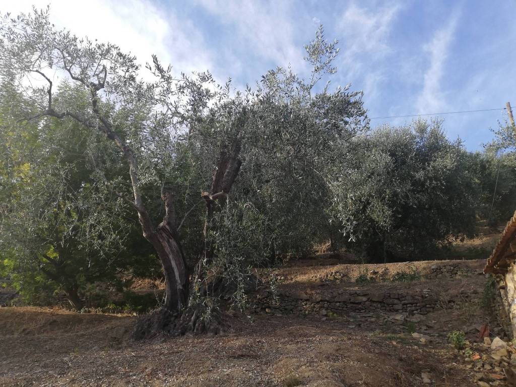 Terreno a Perinaldo in Località Villa - Foto 2