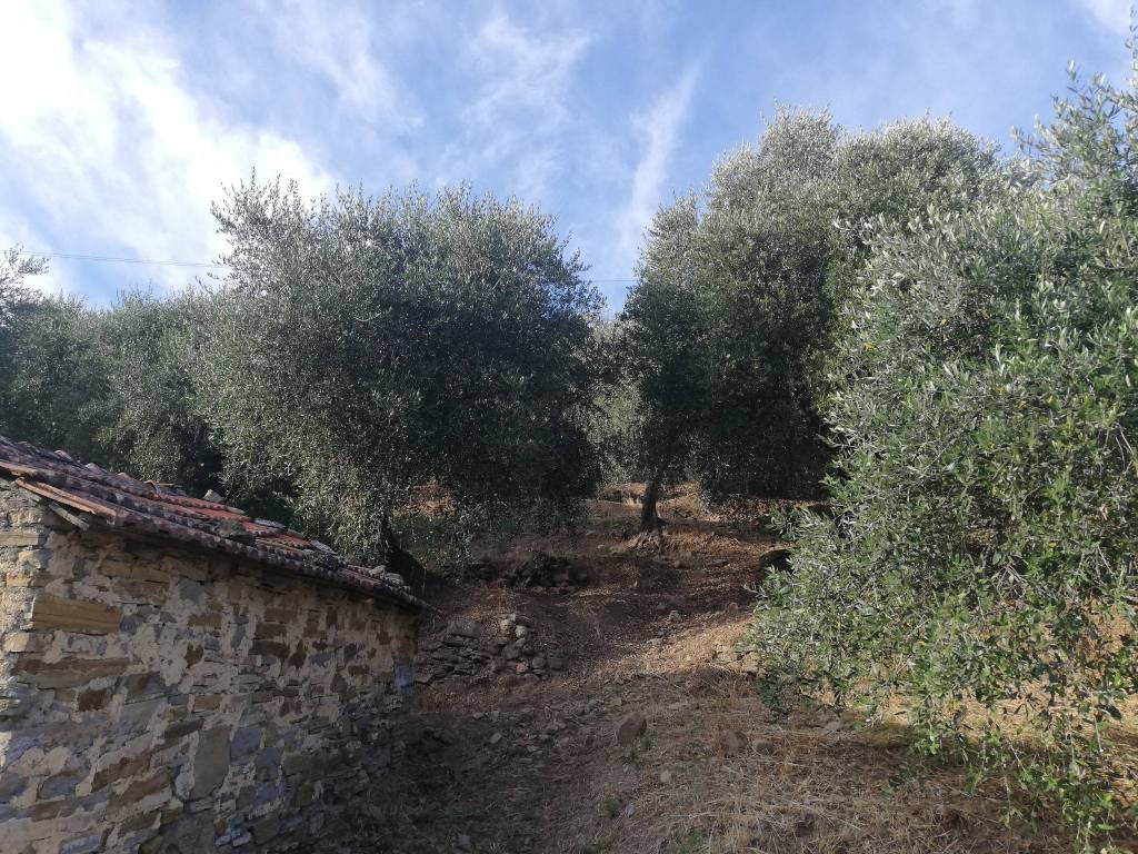 Terreno a Perinaldo in Località Villa - Foto 3