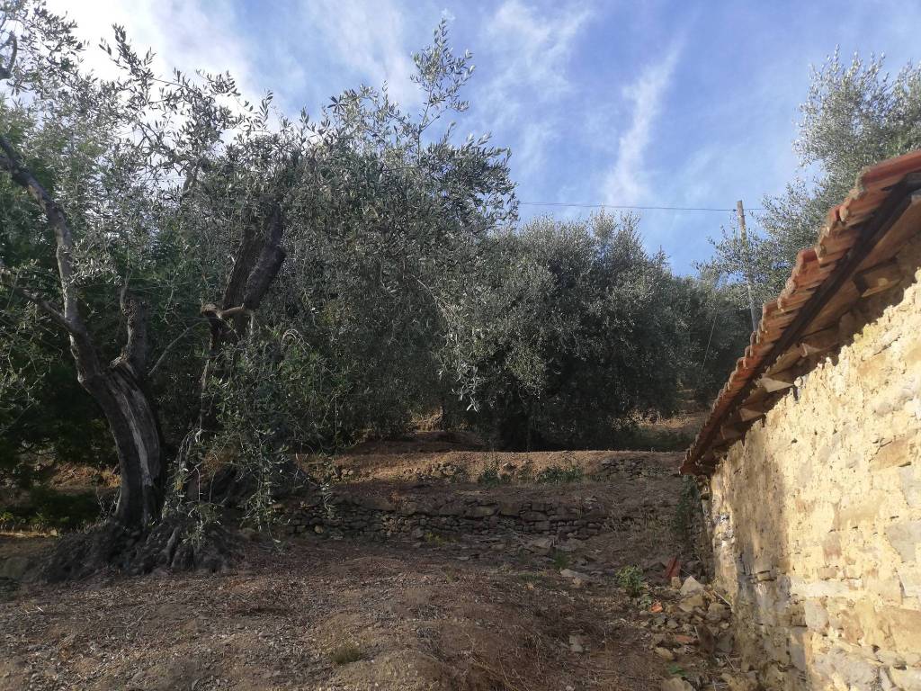 Terreno a Perinaldo in Località Villa - Foto 4