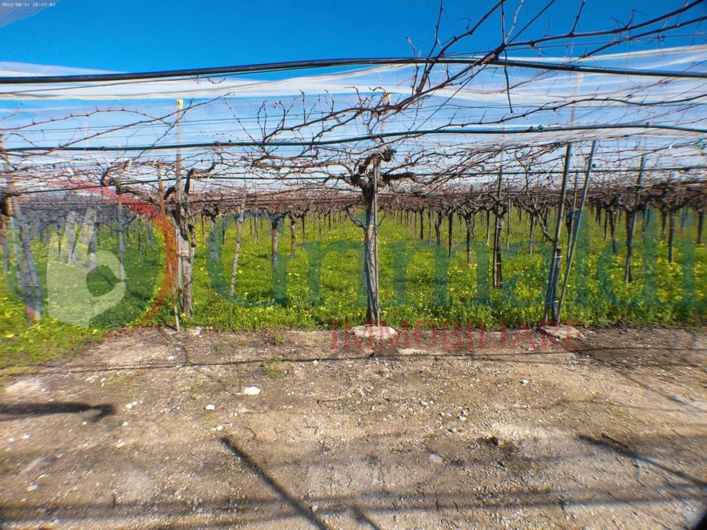 Terreno a Trani in Strada vicinale Moschetto, 21 - Foto 3