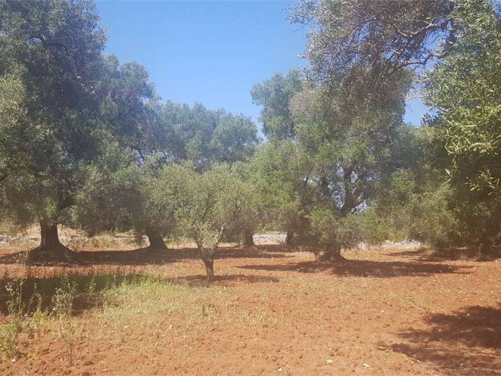 Terreno a Carovigno - Foto 4