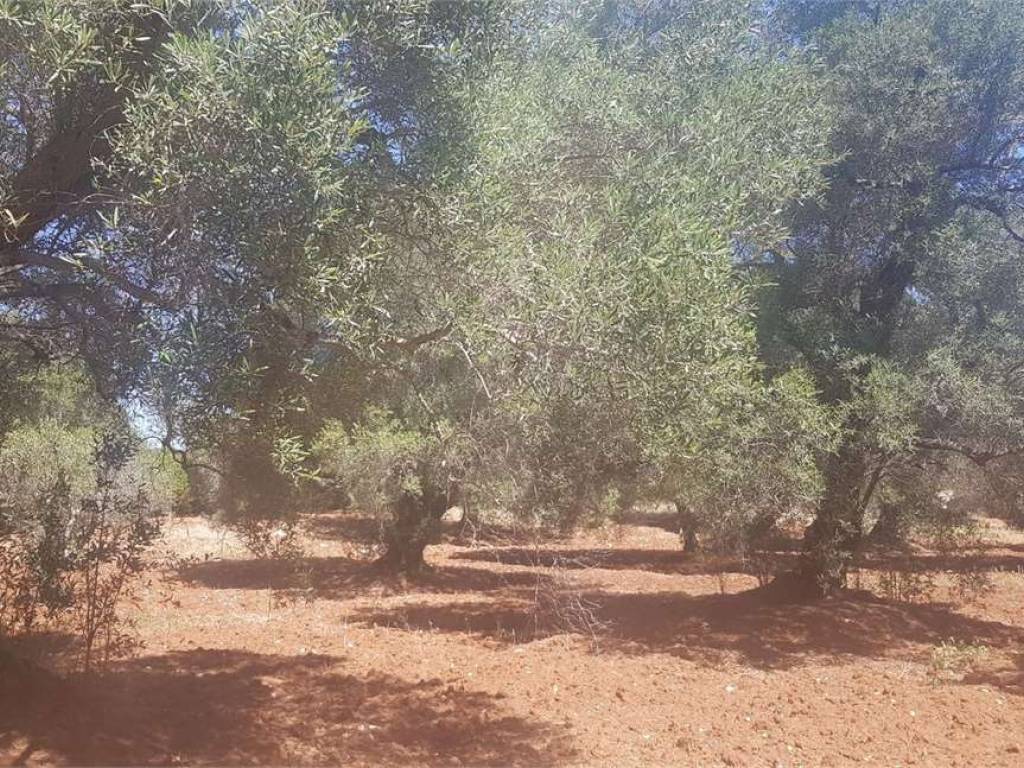 Terreno a Carovigno - Foto 5