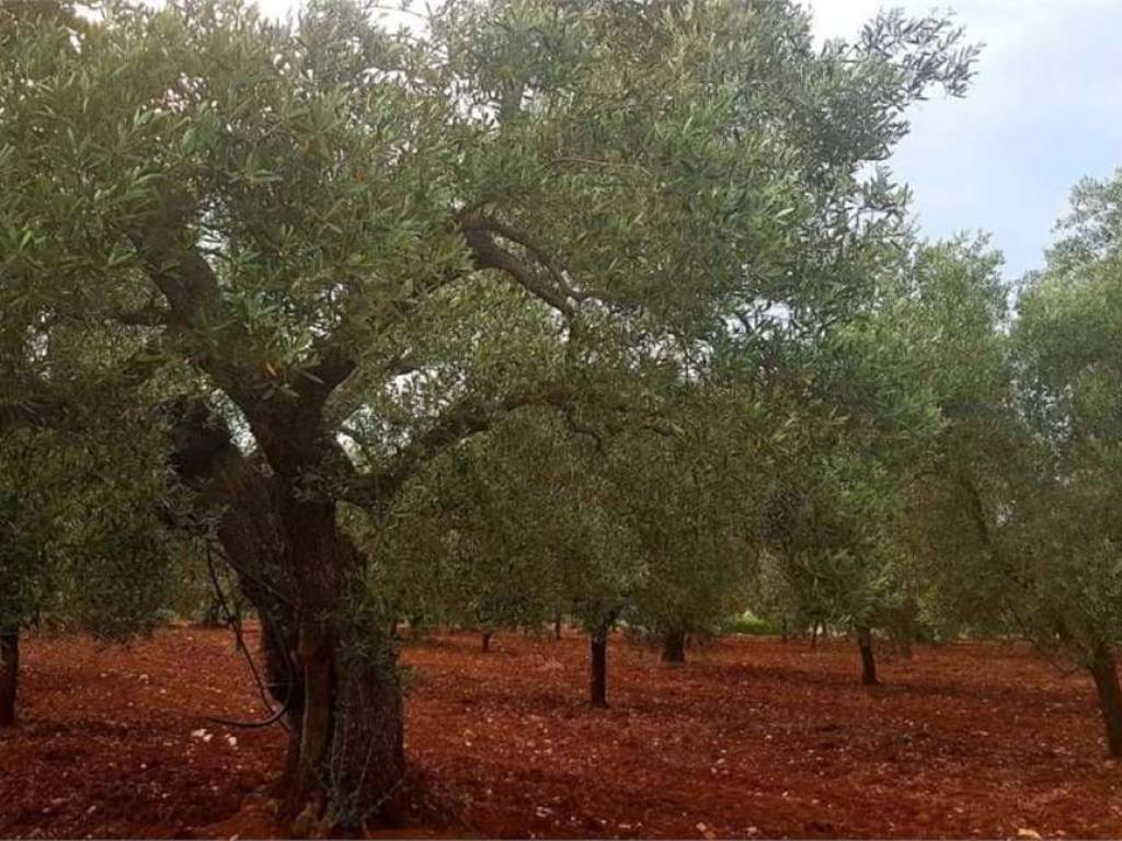 Terreno a Carovigno - Foto 4