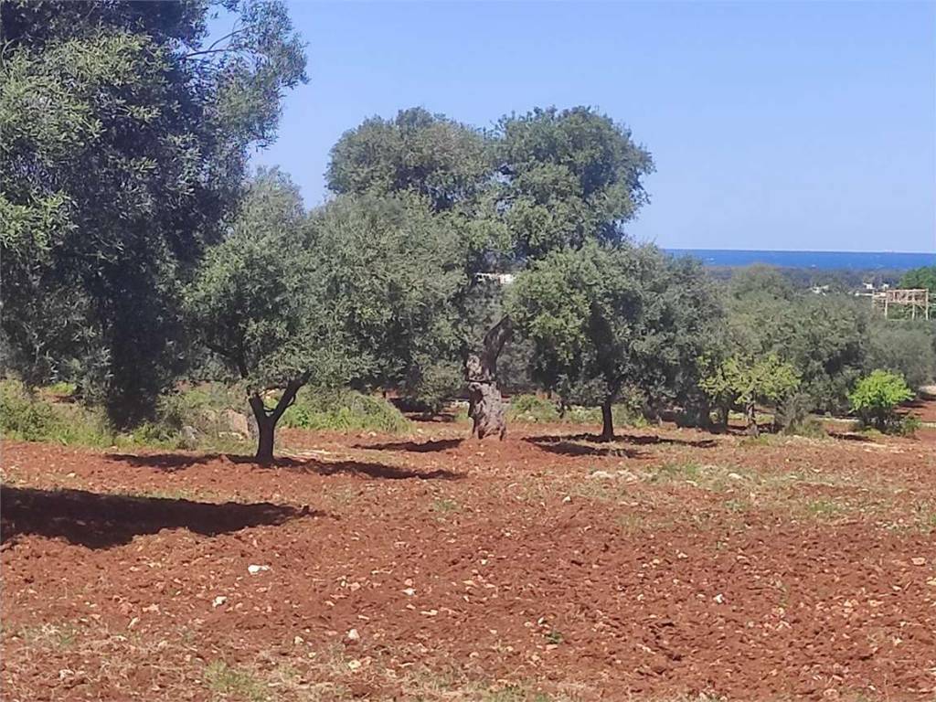 Terreno a Carovigno - Foto 4