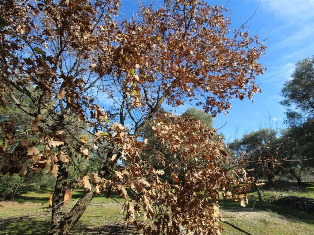 Terreno a Carovigno - Foto 2