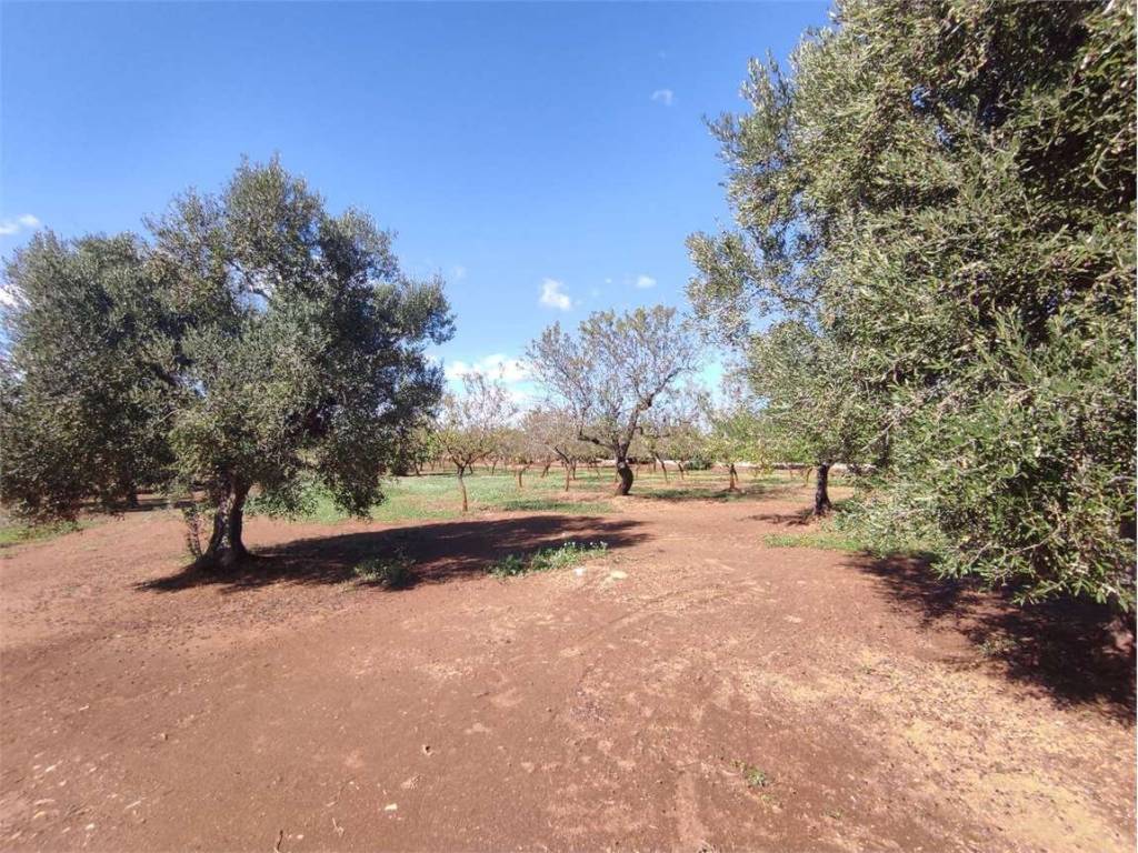 Rustico / casale a Brindisi - Foto 4
