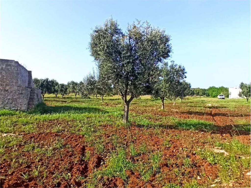 Rustico / casale a Carovigno - Foto 5