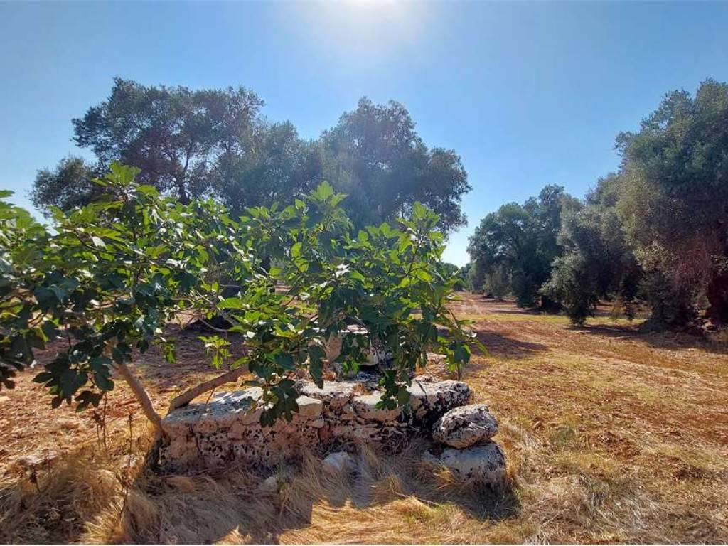 Terreno a Carovigno - Foto 5
