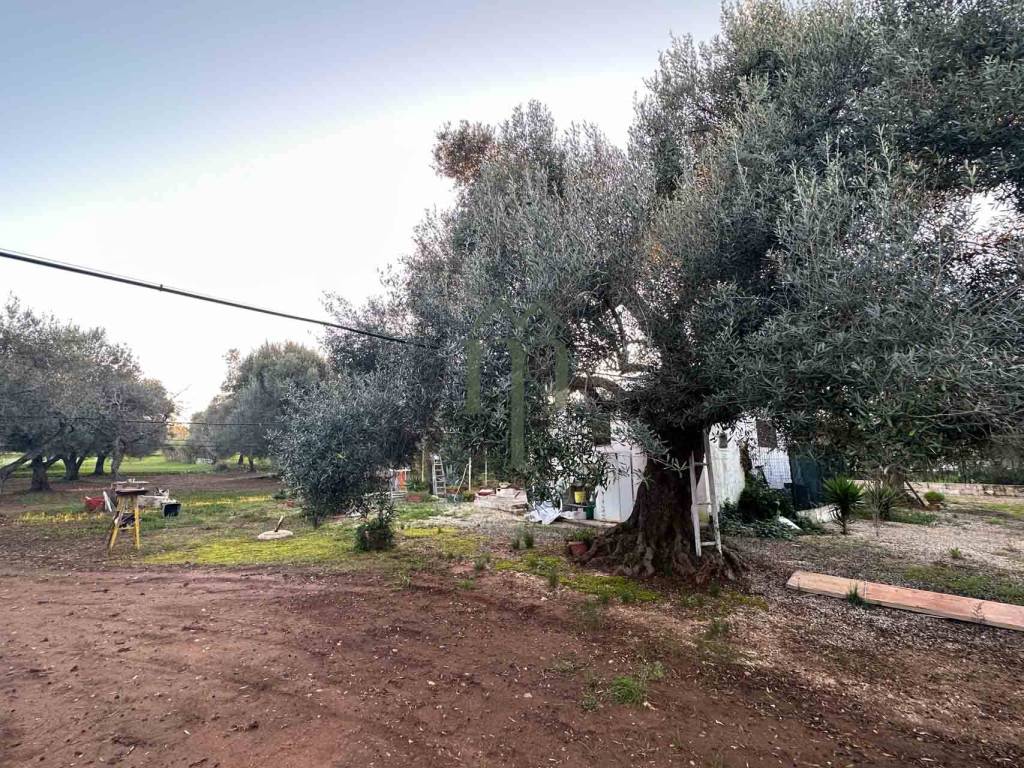 Rustico / casale a Ostuni - Foto 5