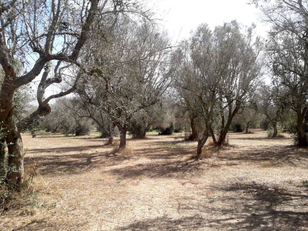 Terreno a Tricase in Via Francesco Ferrara - Foto 2