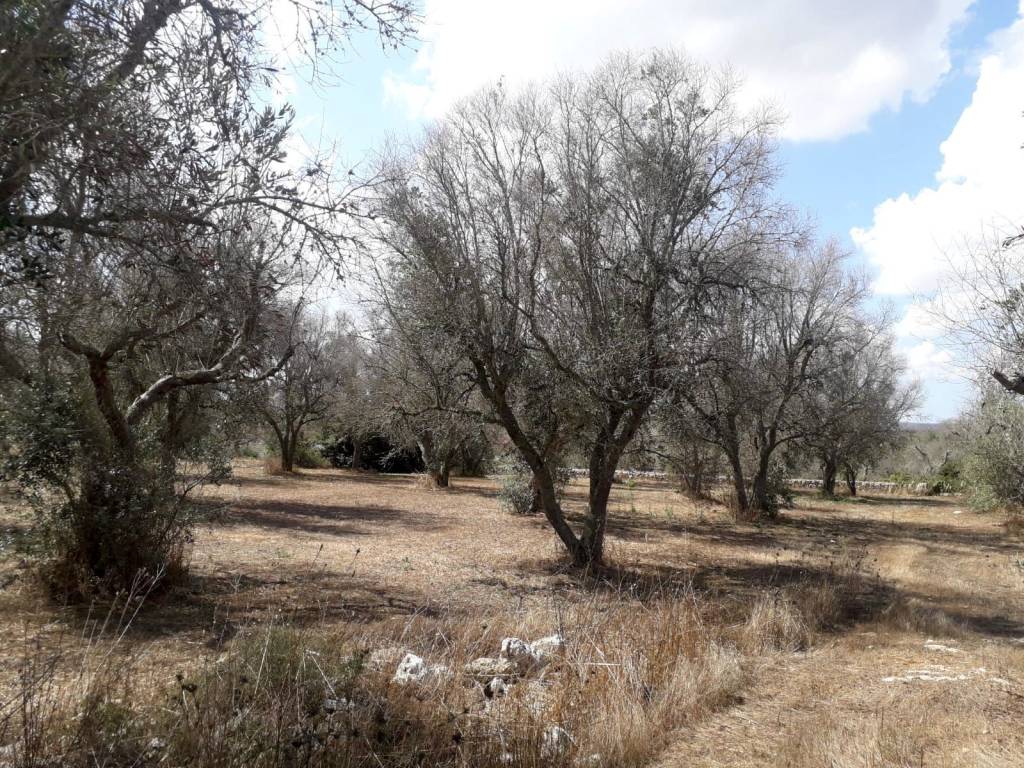 Terreno a Tricase in Via Francesco Ferrara - Foto 5