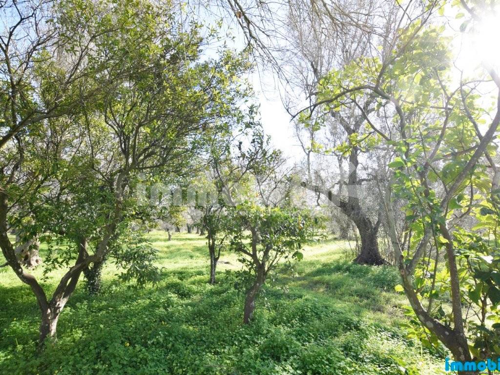 Terreno a Latiano - Foto 4