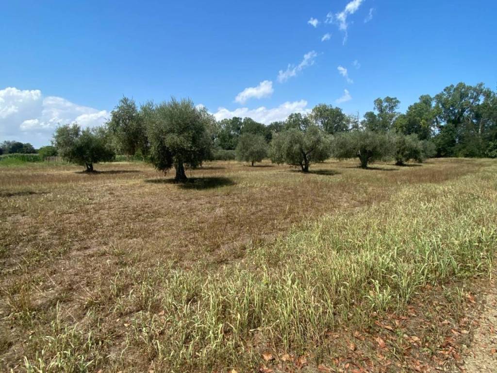 Terreno a Fermo in strada provinciale paludi - Foto 5