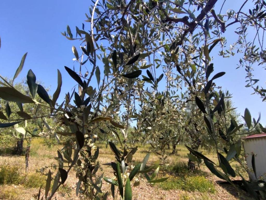 Terreno a Ortona - Foto 4
