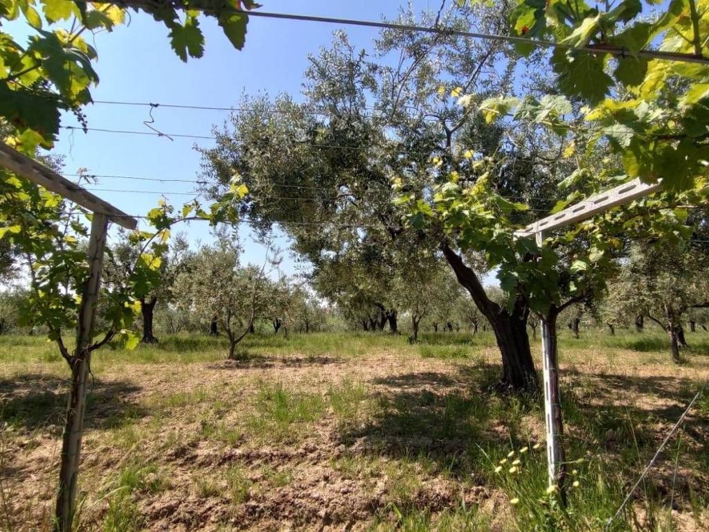 Terreno a Ortona - Foto 5