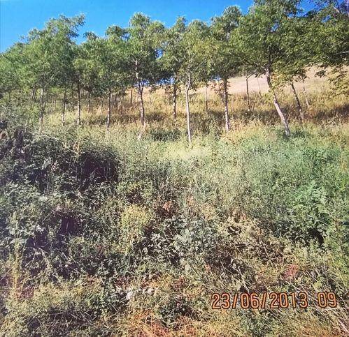 Terreno a Arsita in Contrada Piane E Contrada Santa Maria - Foto 3